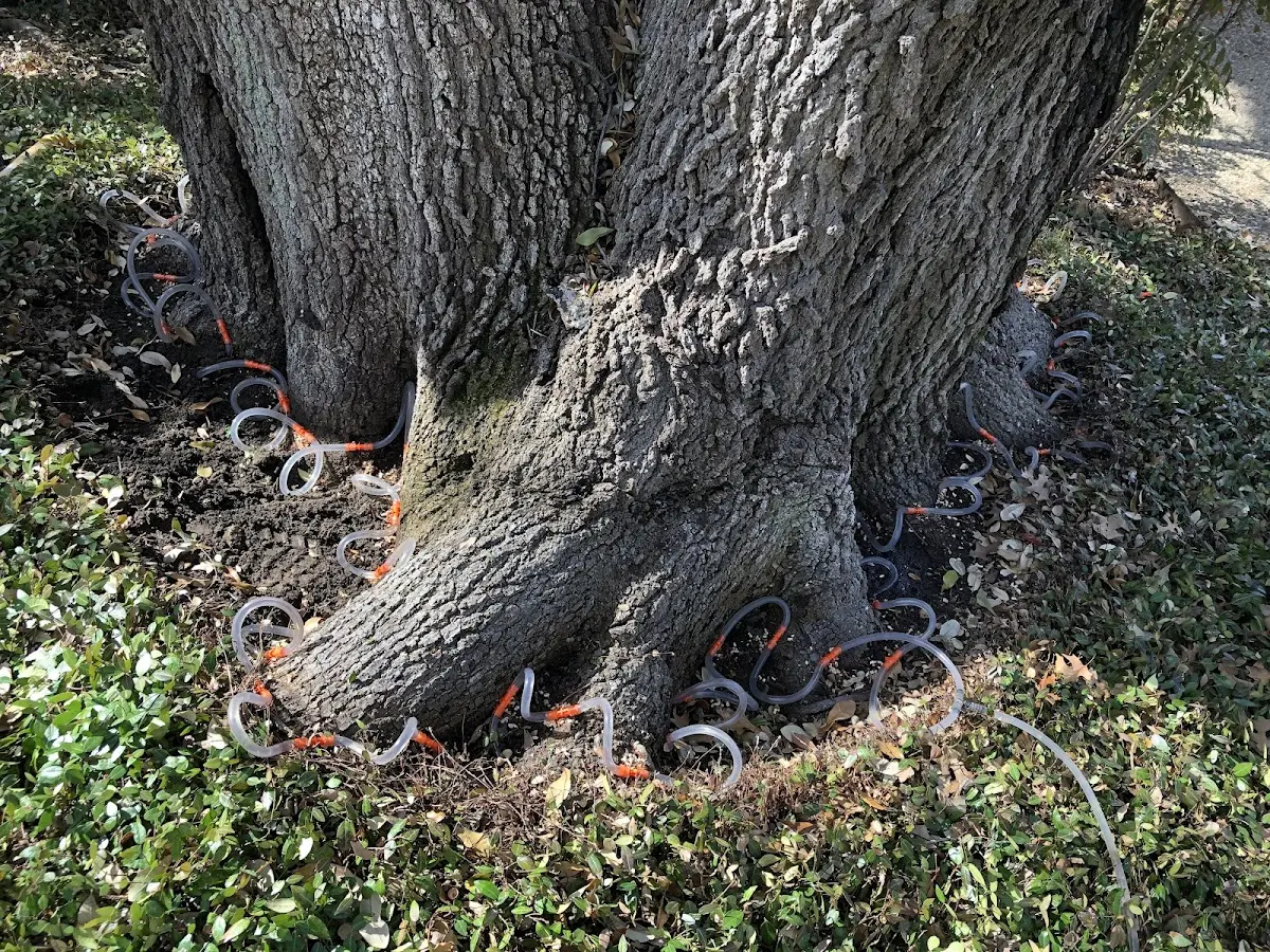 Detailed Tree Cabling and Bracing job site in Talent